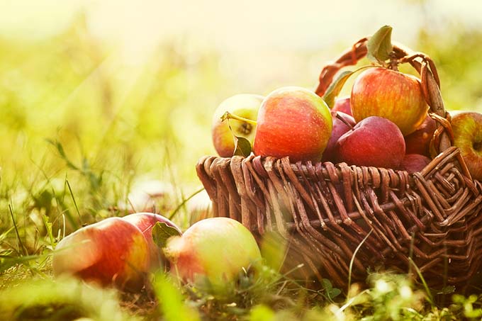 bigstock-Organic-Apples-In-Summer-Grass-43381285
