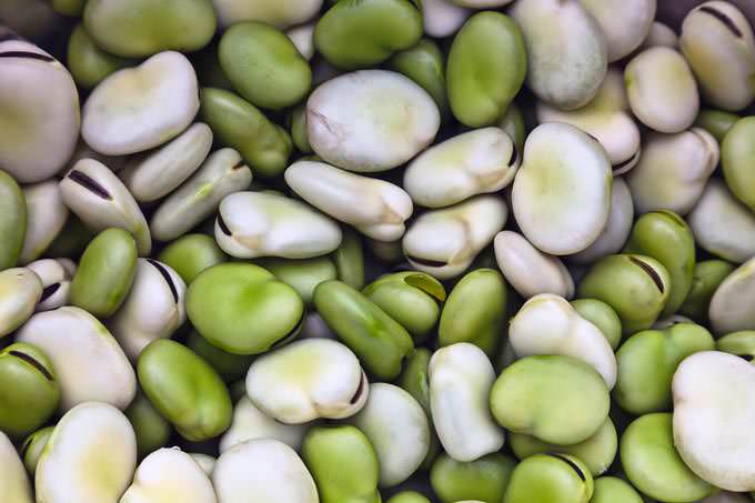 Lima Beans