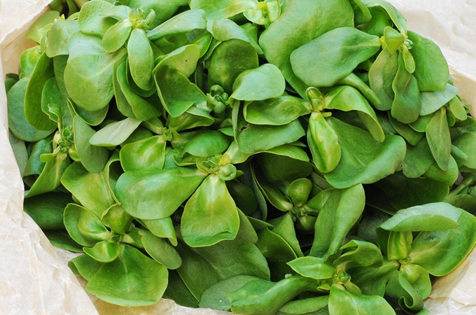 Purslane