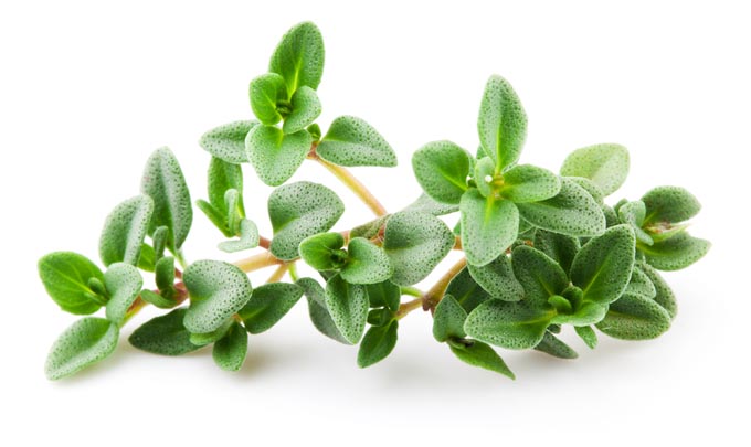 bigstock-Thyme-Isolated-On-White-Backgr-53229979_mini