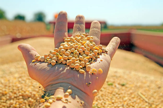 bigstock-Soya-Harvesting-24686357